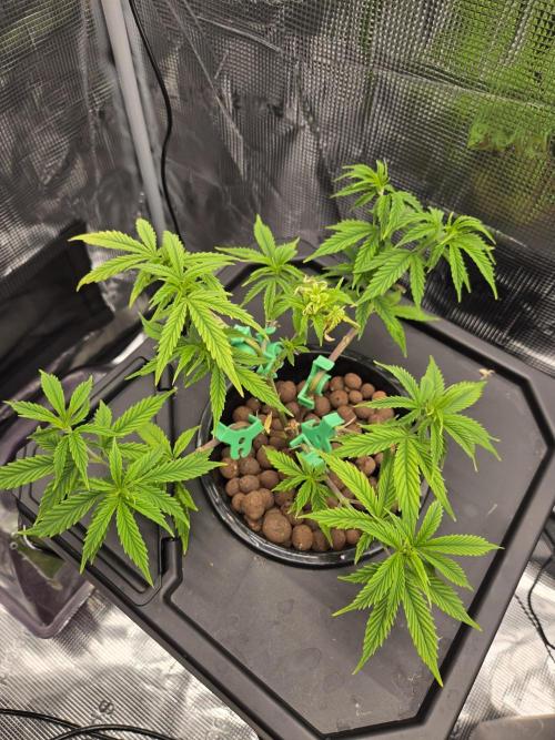 First dwc grow. Week 2