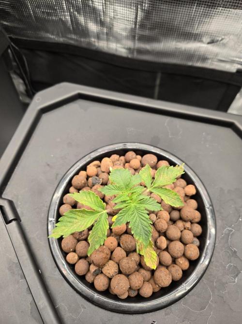 First dwc grow. Week 2