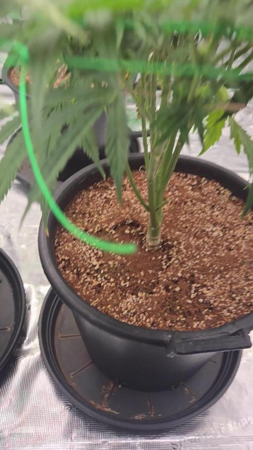 First grow diary