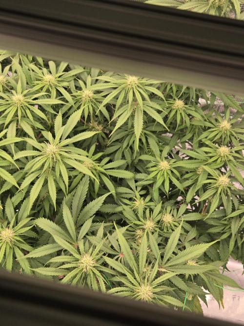 First grow diary. Week 9