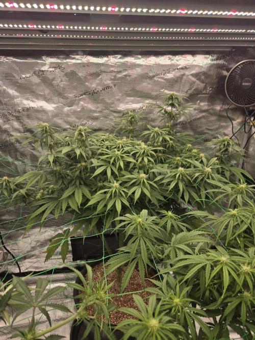 First grow diary. Week 9