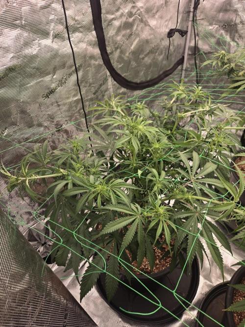 First grow diary. Week 9