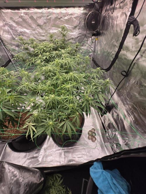 First grow diary. Week 9