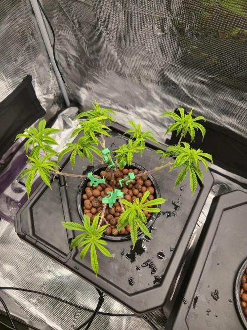 First dwc grow. Week 3