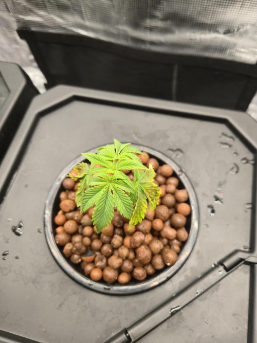 First dwc grow. Week 3