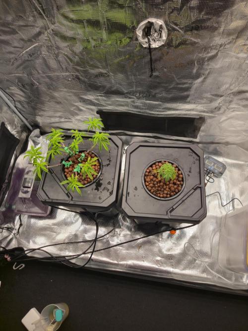First dwc grow. Week 3
