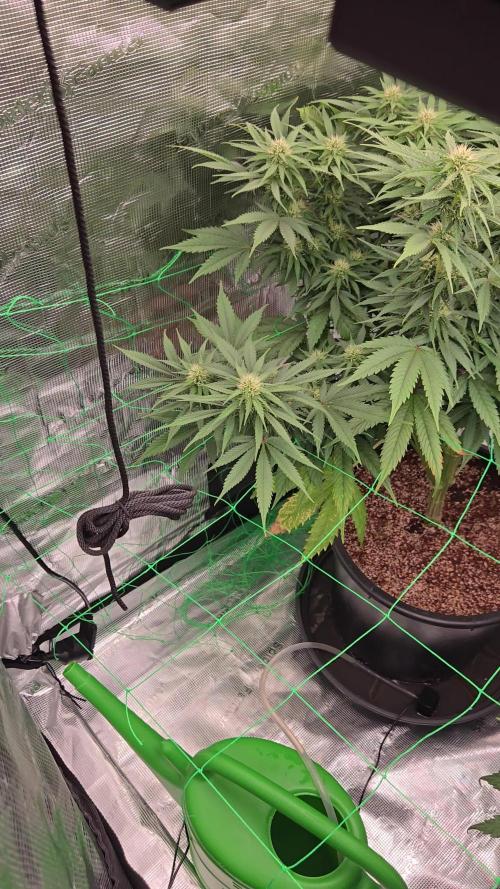 First grow diary