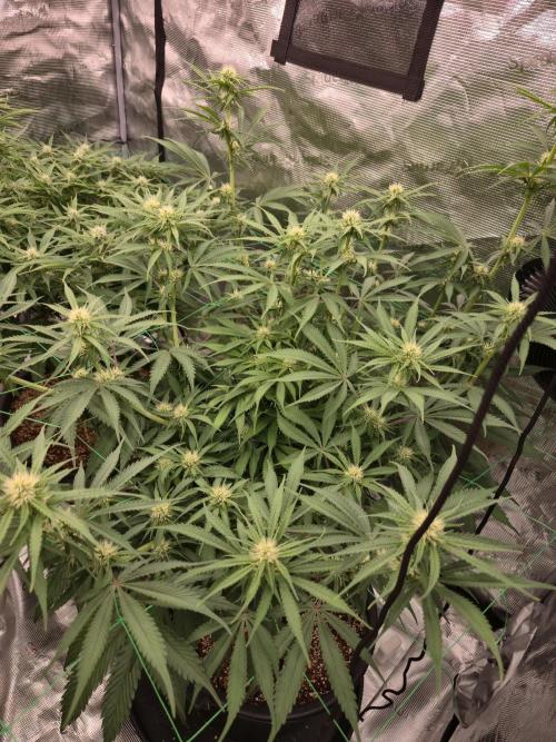 First grow diary. Week 10