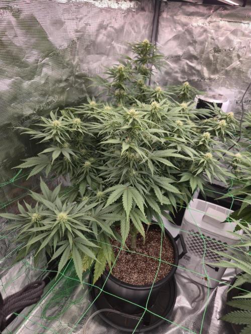 First grow diary. Week 10