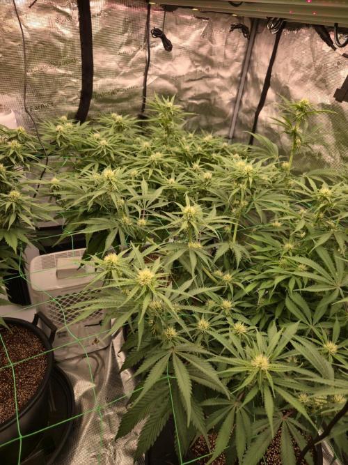 First grow diary. Week 10