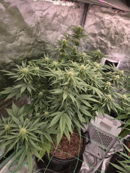 First grow diary. Week 10