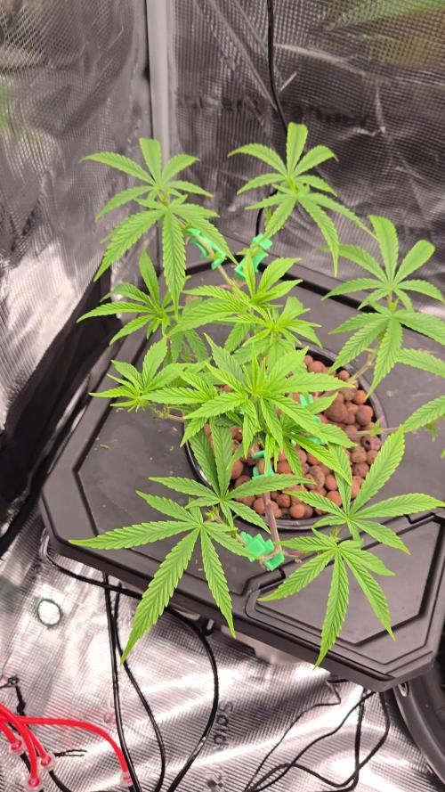 First dwc grow