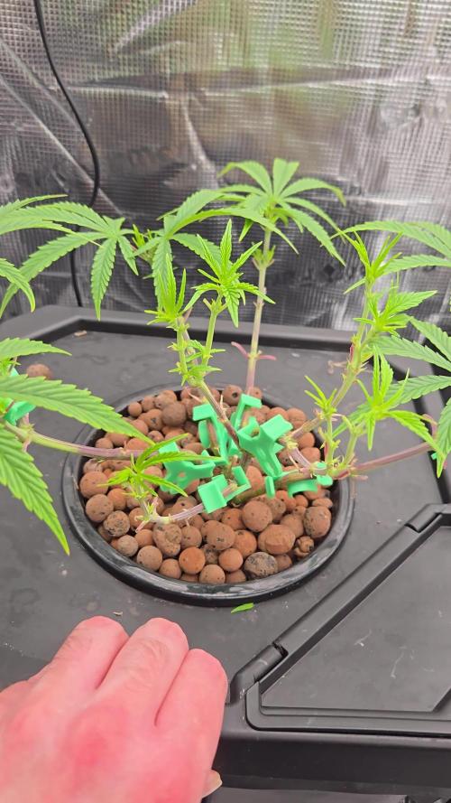 First dwc grow