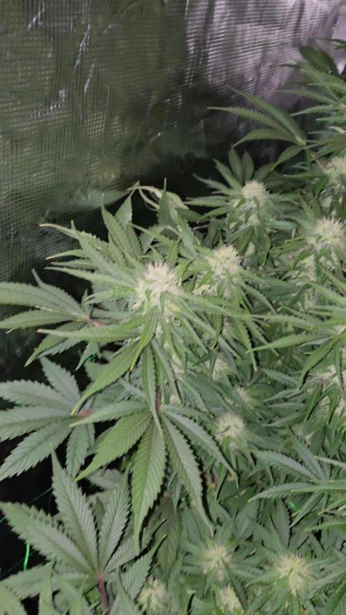 First grow diary