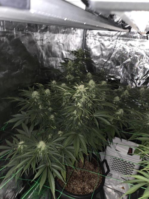 First grow diary. Week 11