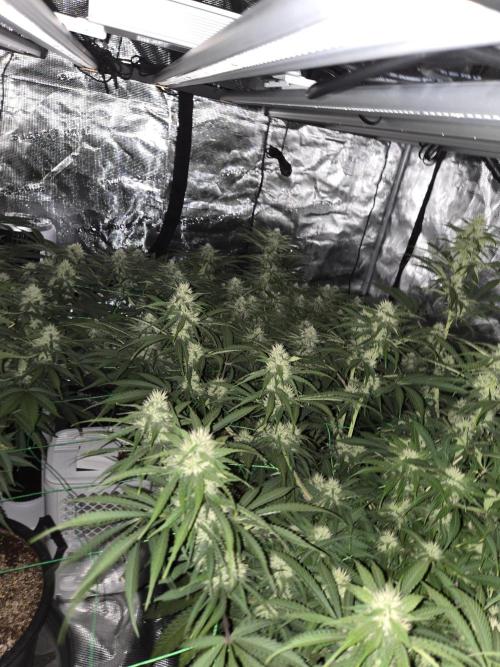First grow diary. Week 11
