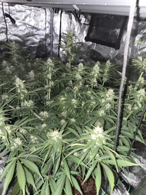 First grow diary. Week 11