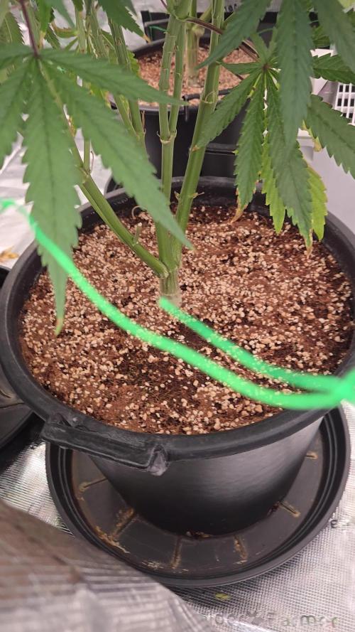 First grow diary
