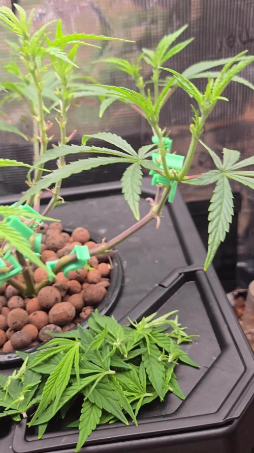 First dwc grow