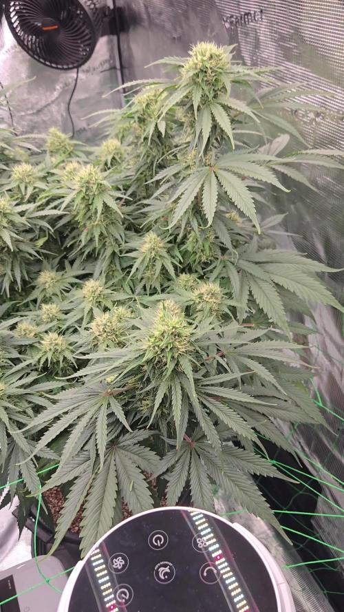 First grow diary