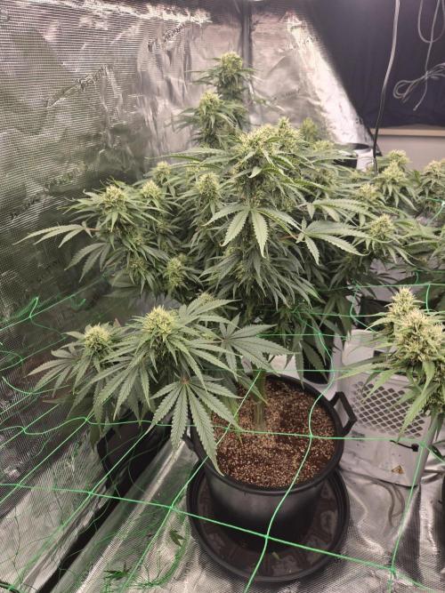 First grow diary. Week 12