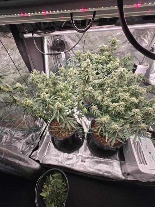 First grow diary. Week 12