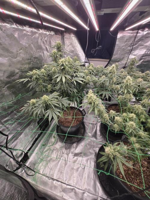 First grow diary. Week 12
