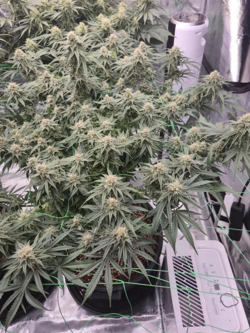 First grow diary. Week 12