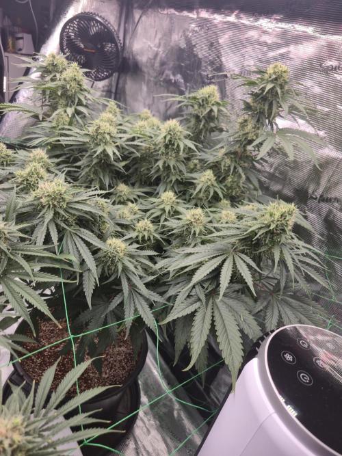 First grow diary. Week 12
