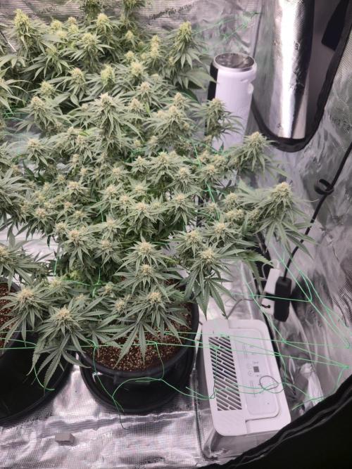 First grow diary. Week 12
