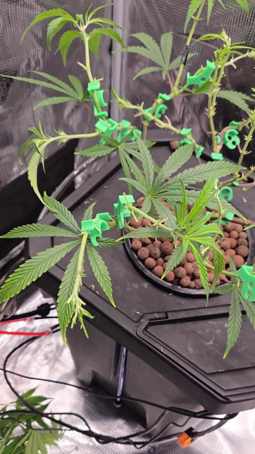 First dwc grow