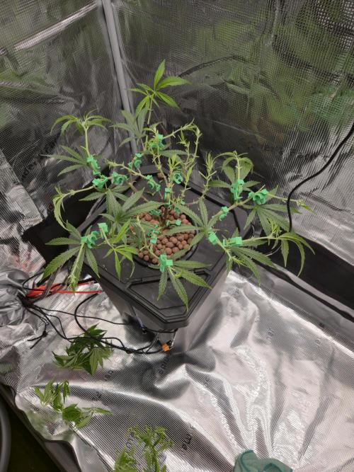 First dwc grow. Week 6