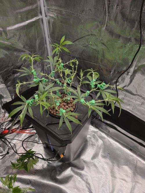 First dwc grow. Week 6