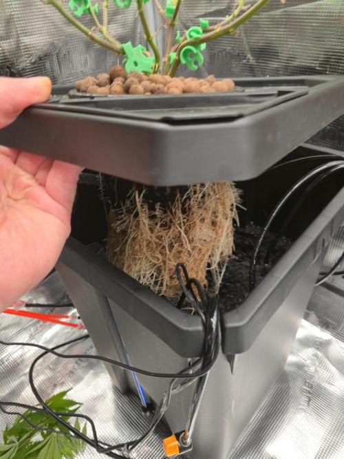 First dwc grow. Week 6