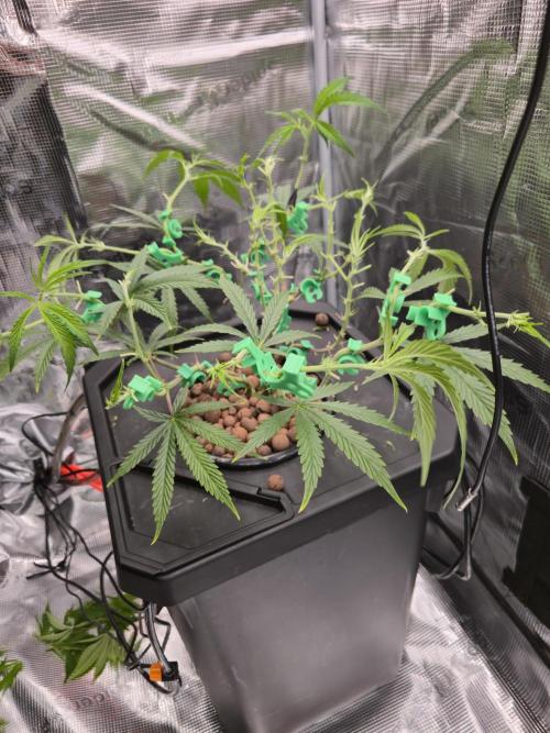 DWC Hydroponics Grow System 7 Gallon DWC 2 Buckets. Week 6