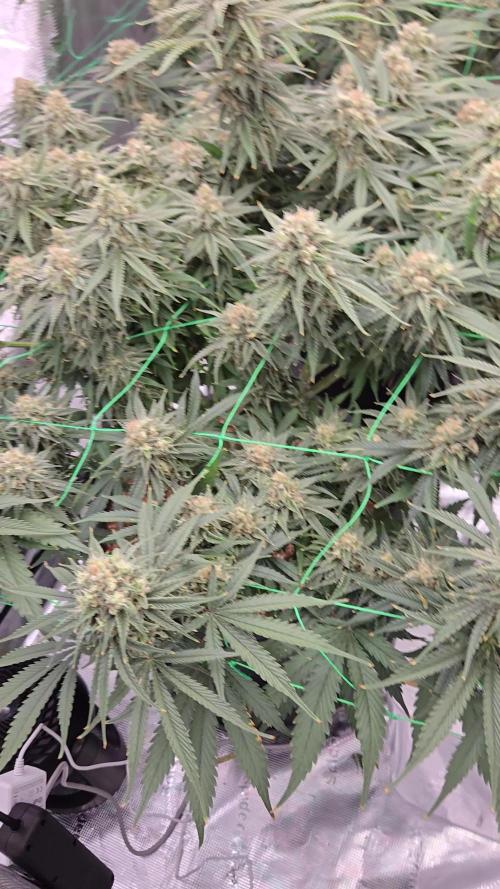 First grow diary