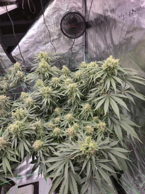 First grow diary. Week 13