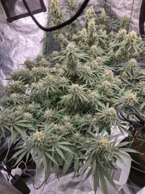 First grow diary. Week 13