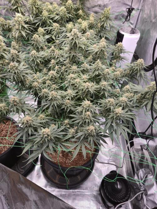 First grow diary. Week 13