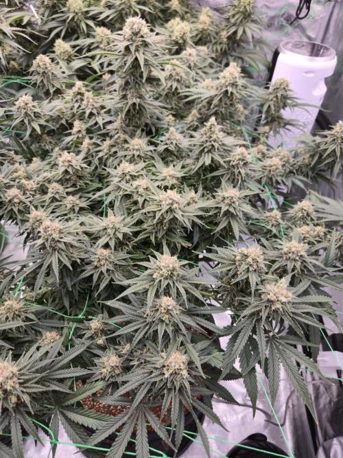 First grow diary. Week 13