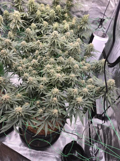 First grow diary. Week 13