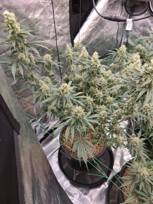 First grow diary. Week 13