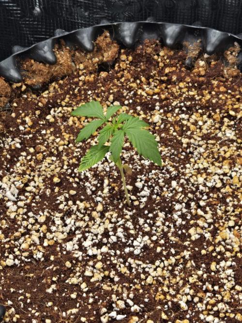 First auto grow. Week 1