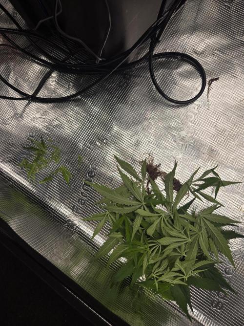 First dwc grow. Week 7