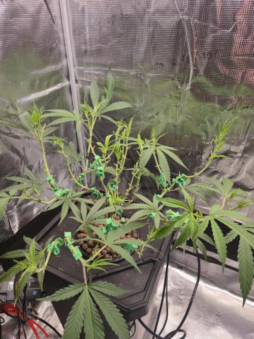 First dwc grow. Week 7