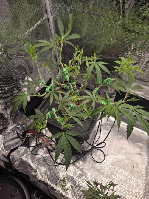 First dwc grow. Week 7