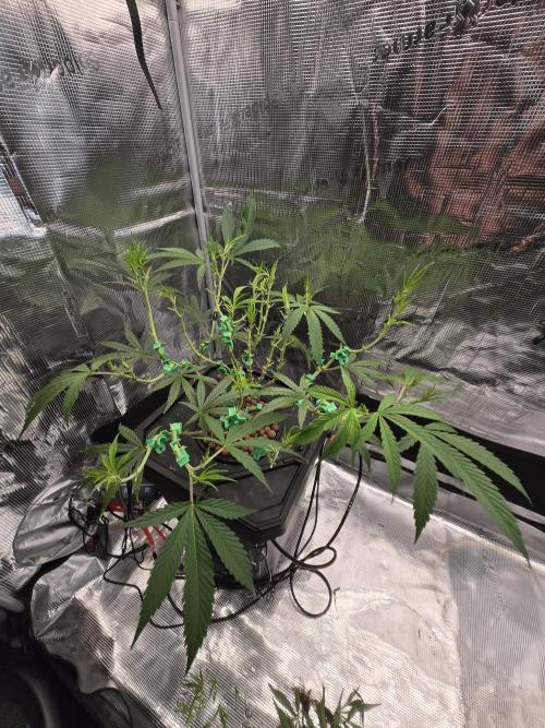 First dwc grow. Week 7