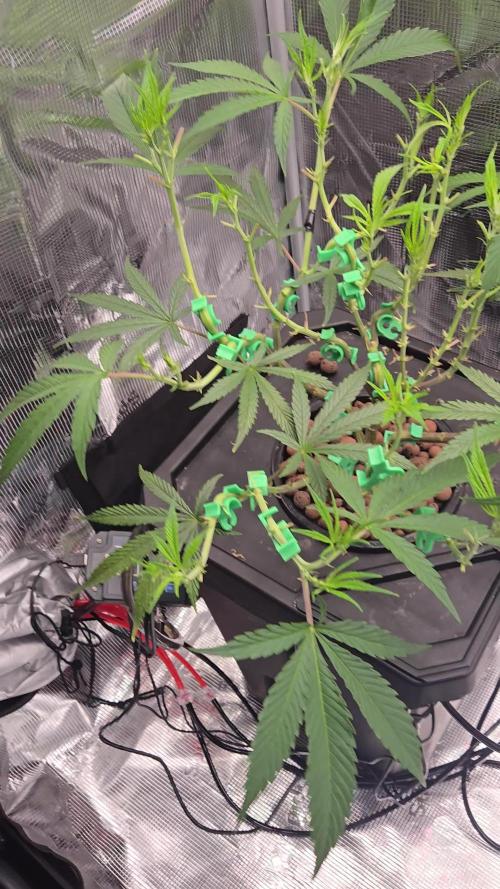 First dwc grow