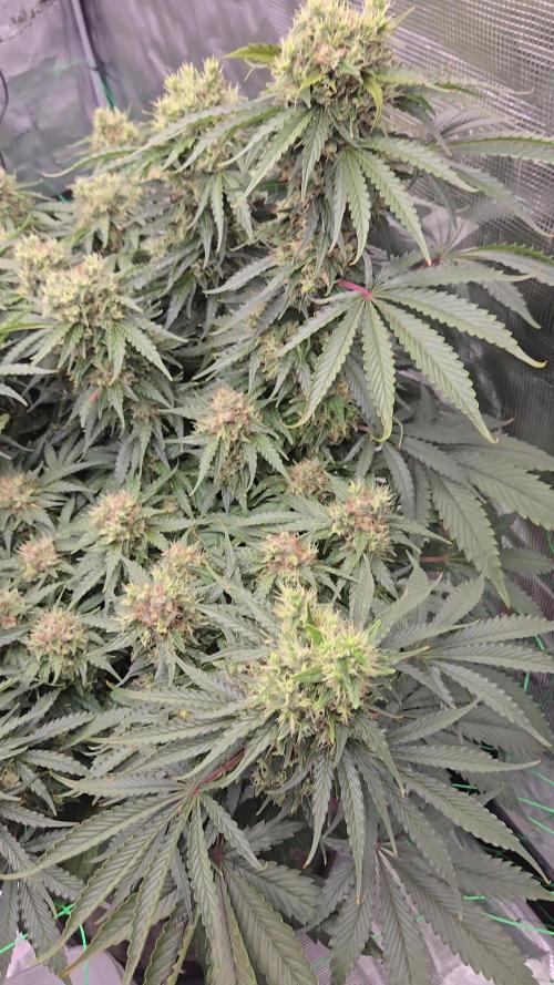 First grow diary