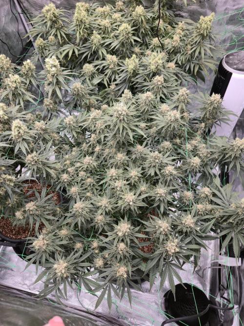 First grow diary. Week 14
